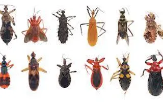Guess what? An average human accidentally eats 5 pounds of bugs each year!!! Guess what? An average human accidentally eats 5 pounds of bugs each year!!!