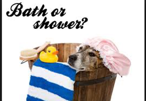 Bath or Shower? Bath or Shower?