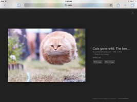 What cat do you like more? What cat do you like more?