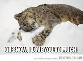 Funny? Leopard? (3) Funny? Leopard? (3)