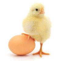 This might be weird but, Which came first, the chicken or the egg? This might be weird but, Which came first, the chicken or the egg?