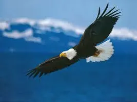 Do you like eagles? Do you like eagles?