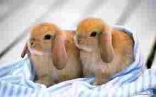 which bunny? which bunny?