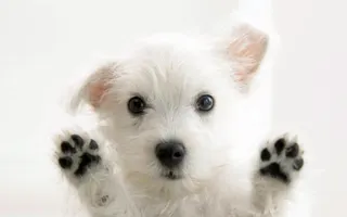 Which of these puppy pictures is cutest? Which of these puppy pictures is cutest?