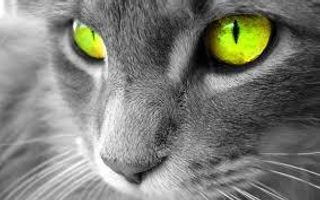 Which Warrior cat do you like the best from the first series? Which Warrior cat do you like the best from the first series?