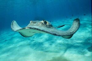 Jellyfish or Stingrays? Jellyfish or Stingrays?