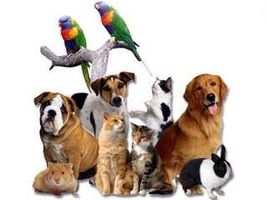Which Is Your Favorite Pet? Which Is Your Favorite Pet?