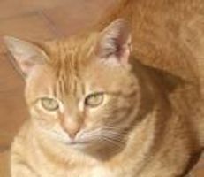 Do you think this cat looks like Sandstorm (BTW Shes is m i n e) Do you think this cat looks like Sandstorm (BTW Shes is m i n e)