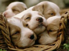 Chugs or Weimaraners? Chugs or Weimaraners?
