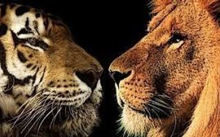 Tiger or Lion Tiger or Lion