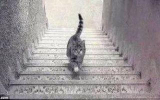 Is this cat walking Upstairs or Downstairs?