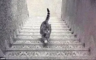 Is this cat walking Upstairs or Downstairs? Is this cat walking Upstairs or Downstairs?