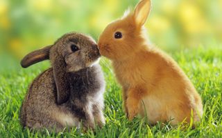What Animal Is Cuter ? What Animal Is Cuter ?