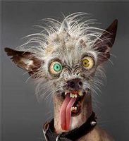 Which animal is the Uglyiest Which animal is the Uglyiest