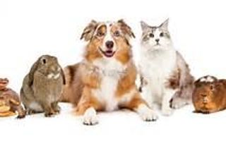 Which pet do you have? Which pet do you have?