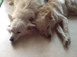 Which Dog is cuter? Which Dog is cuter?