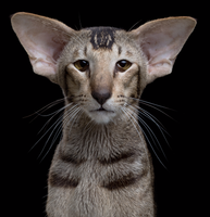 What do you think of Oriental Shorthairs? What do you think of Oriental Shorthairs?