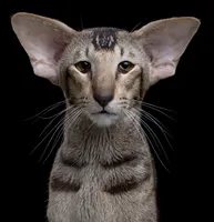 What do you think of Oriental Shorthairs? What do you think of Oriental Shorthairs?