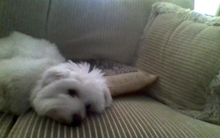 Is this dog cute? Is this dog cute?