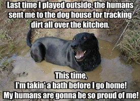 what dog breed is your favorite? what dog breed is your favorite?