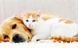Cats or Dogs? (7) Cats or Dogs? (7)