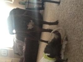 What One Of Dog Is Cuter? (They are/where all mine) What One Of Dog Is Cuter? (They are/where all mine)
