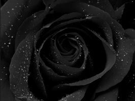 Black or White Black or White