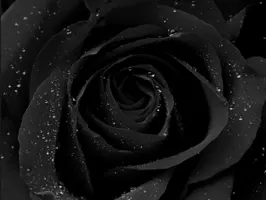 Black or White Black or White