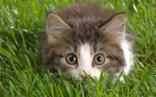 Which of these kitten pics is cutest? Which of these kitten pics is cutest?