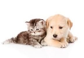Cats or Dogs? (3) Cats or Dogs? (3)