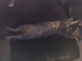 Which picture does my cat, Little Angel, look the cutest in? Which picture does my cat, Little Angel, look the cutest in?