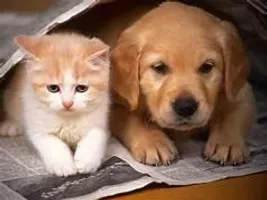 Dogs or cats? (6) Dogs or cats? (6)