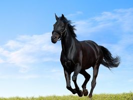 Which horse pic is the most amazing? Which horse pic is the most amazing?