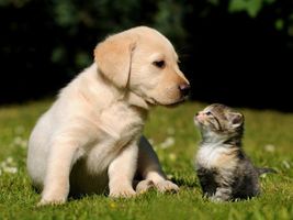 cats or dogs (2) cats or dogs (2)
