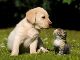 cats or dogs (2) cats or dogs (2)