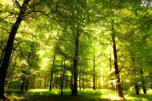 Which forest of these is more beautiful? Which forest of these is more beautiful?