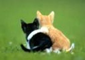Dogs or Cats? (2) Dogs or Cats? (2)