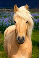 Do you horseback ride English or Western? Do you horseback ride English or Western?