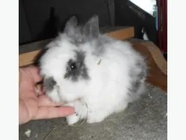 help me name a rabbit help me name a rabbit
