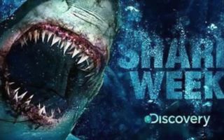 Do You Like Shark Week Do You Like Shark Week