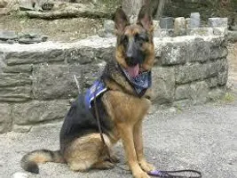 Favorite Dog Breed? Favorite Dog Breed?