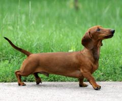 Which of these dogs is the cutest? Which of these dogs is the cutest?