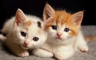 which cat picture is cuter ? which cat picture is cuter ?