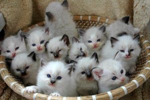 Are you a cat lover like me? Are you a cat lover like me?
