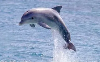 Do you think dolphins are cute?