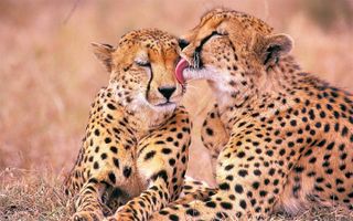 Do you like being hugged or kissed? Do you like being hugged or kissed?