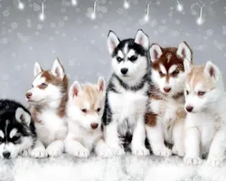 Which husky is more adorable? Which husky is more adorable?