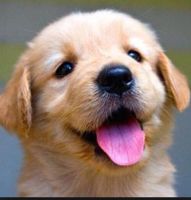Do you like my new username? Do you like my new username?