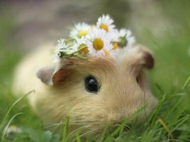 guiea pig, hamster or gerbil? guiea pig, hamster or gerbil?