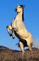 Horses- Has any of these happened to you? Horses- Has any of these happened to you?